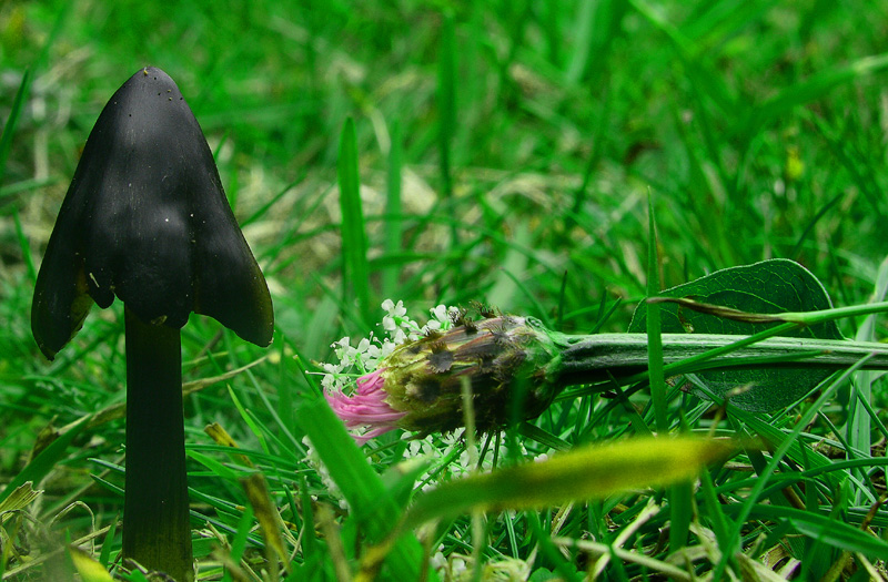 Diverse Hygrocybe da determinare/confermare.